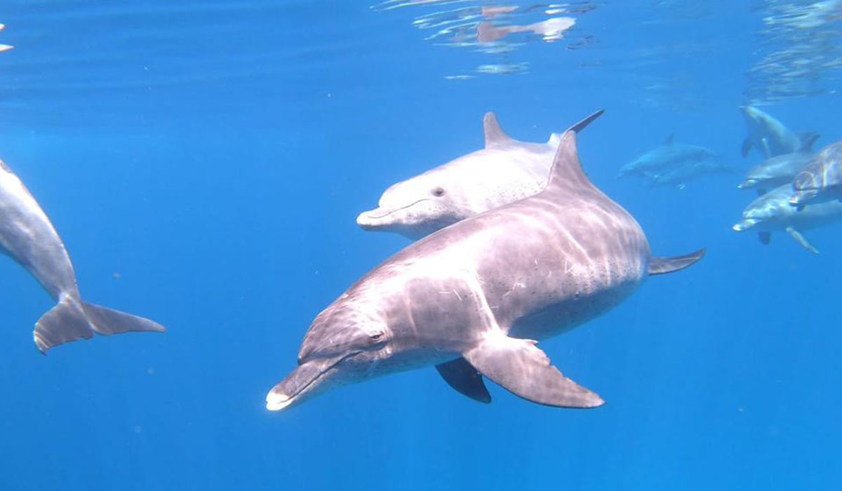 Egypte dolfijnen