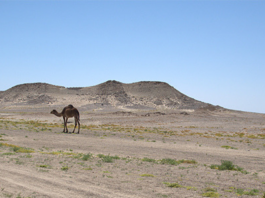 Kamelen Egypte