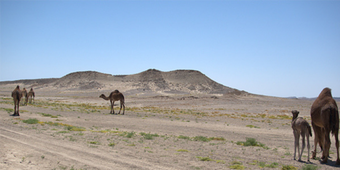Kamelen Egypte