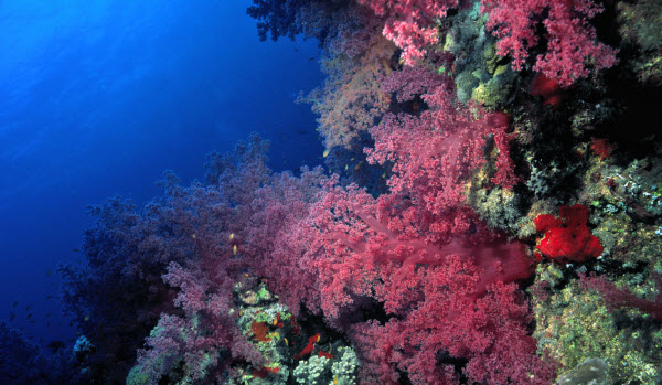 koraal rode Zee Egypte