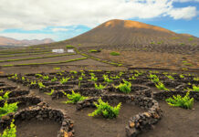 Wijnproeven op het Spaanse eiland Lanzarote Lanzarote wijnproeven